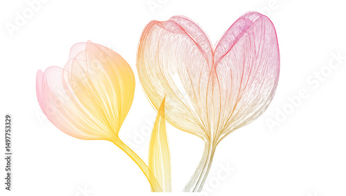 Pastel line art tulip on white background.