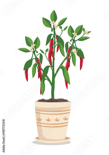 Bush of hot pepper with red ripe peppers in a flowerpot. Growing vegetables at home. Organic gardening. Vegetarianism and healthy eating. Vector illustration isolated on a white background.