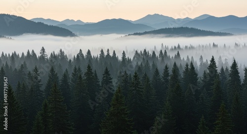 Misty mountain forest serene landscape foggy mountains and evergreen trees