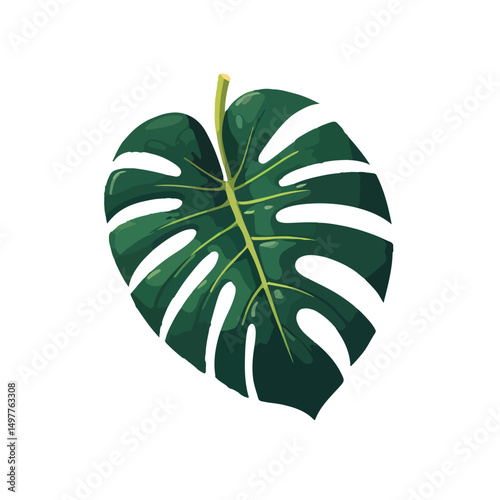  a single monstera leaf with its iconic split holes and lobed shape