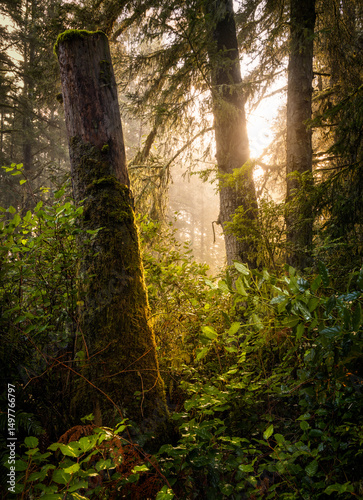 sun rays in the forest