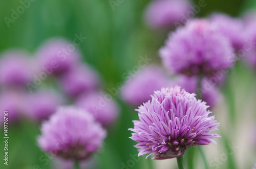 Beautiful close-up of allium schoenoprasum