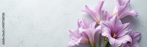 Gladiolus flowers on gray table. Tender blossoms, close up view, background with empty space for quote. Floral background for condolence cards, announcements. Suitable for funeral, memorial,
