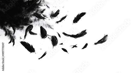 Abstract flying goose black feathers floating on white background.