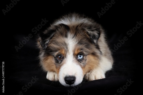 Portrait of a merle Miniature American Shepherd puppy with striking blue eyes and a fluffy coat photo