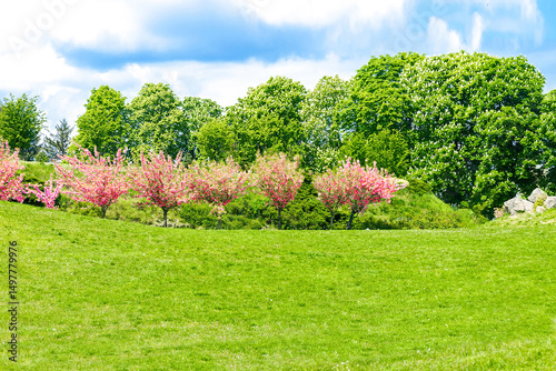 Small mountains,hills,mounds with green grass lawn,flowers bushes against bright blue sky in city botanic park.beautiful landscape