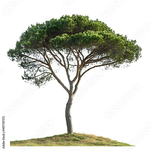 Majestic italian stone pine tree on hill