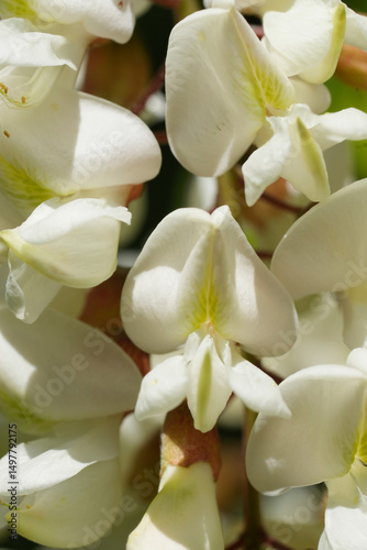 Foto Closeup on the fragrant white flowers of the Black locus or false acacia, Robini