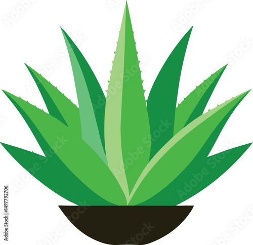 aloevera