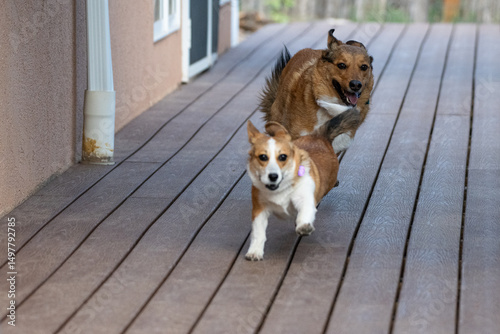corgi play 2