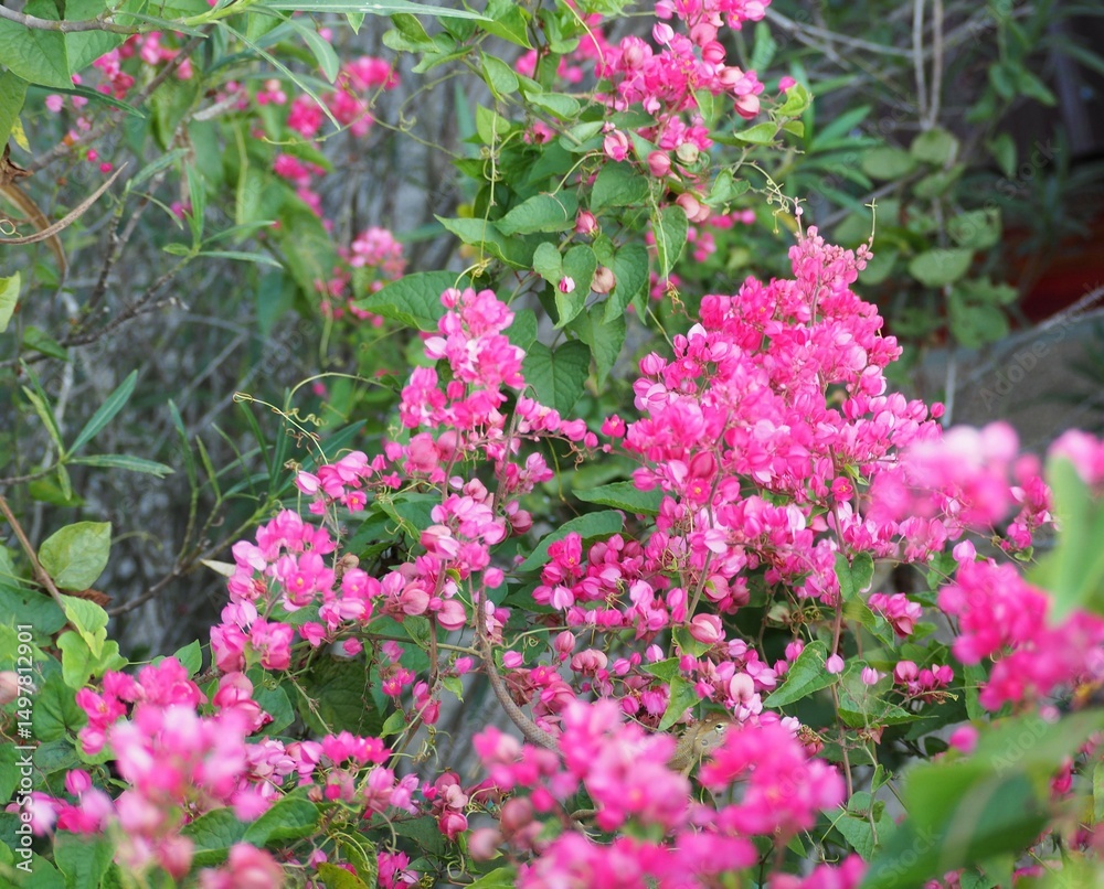 Obraz premium Bee Bush or Bride's tears, pink heart-shaped flowers bloom on the tree. The oriental garden lizard, hide in the pink flowers to catch food. Mexican Creeper are medium sized creepers. 