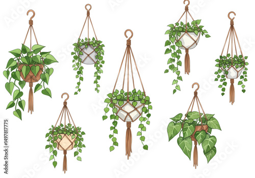 Collection of Hanging Plants in Macrame Planters