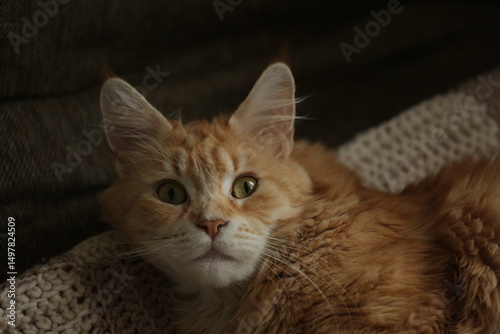 Close up portrait of the orange maine coon cat fun looking up with surprising eyes. Portrait with natural lighting, untouched colors in evening windows light