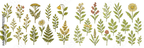 Botanical illustration featuring a variety of wildflowers and herbs in a detailed arrangement