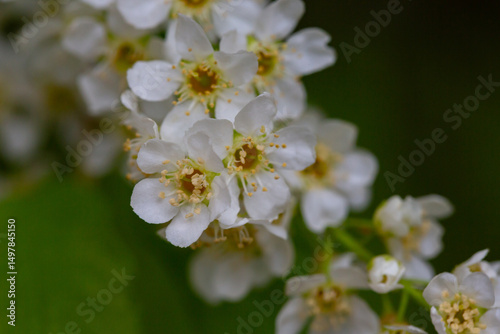 In spring, bird-cherry tree (Prunus padus) grows and blooms in nature.