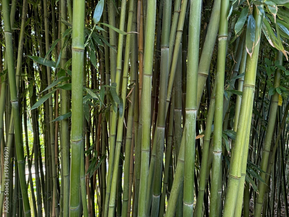 Obraz premium Many bamboo stalks with green leaves outdoors