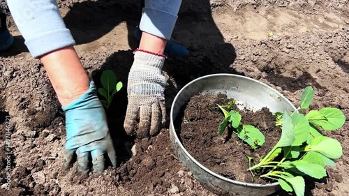Farmer's hands in work gloves planting cabbage seedlings in the ground in a garden bed on a farm near a metal trough with green cabbage seedlings as a concept for growing organic vegetables 