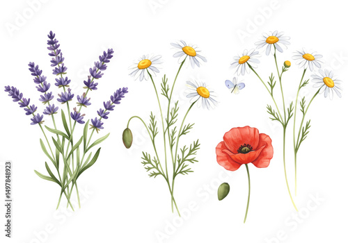 Floral Collection of Lavender Daisies and Poppy Flowers