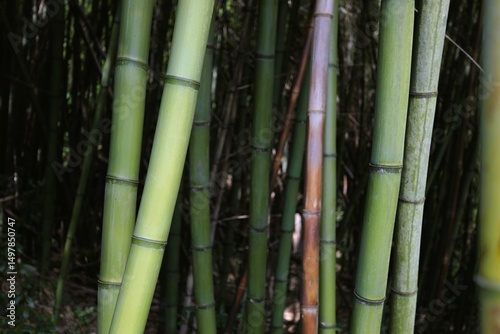 Bamboo Forest in Bagni di Lucca, Tuscany, Italy.