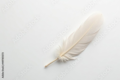 Delicate white feathers on pure white backdrop, photography, studio