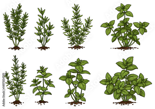 Rosemary and Basil Herb Plants Growing in Garden Soil