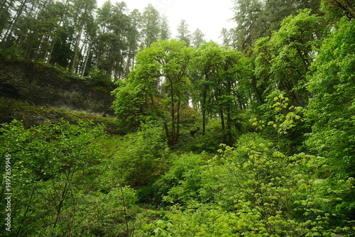 trees in the forest