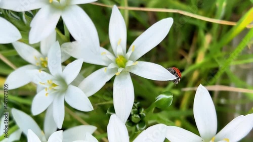 Ladybug rests on a white Star of Bethlehem flower, surrounded by lush greenery. The vivid red of the insect contrasts with the soft petals, highlighting a serene moment in nature.
