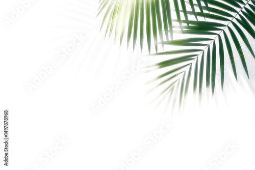 Palm leaves leaf shadow on white background. Natural palm branch shadow on transparent background. Tropical palm leaves shadow overlay effect. PNG file, ideal for summer spring design elements