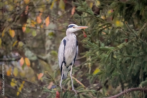 Grey heron (Ardea cinerea) standing on a pine tree branch and rising the head to the right side, North Rhine-Westphalia, Germany