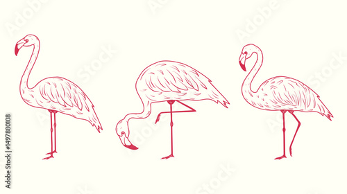 Set of hand-drawn pink flamingos. Vector illustration of exotic tropical birds. Perfect for summer prints, travel design, packaging, and decor.