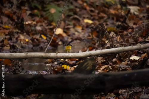 Wallpaper Mural Grey wagtail (Motacilla cinerea) jumping of a tree trunk and showing off its bright yellow back side, North Rhine-Westphalia, Germany Torontodigital.ca