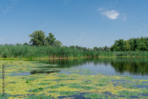 Floating green leaves of water nut on water surface. Green aquatic plant trapa natans on overgrown river. Chilim or devil's nut grows on water. Continuous thickets on slowly flowing lake. Green color.