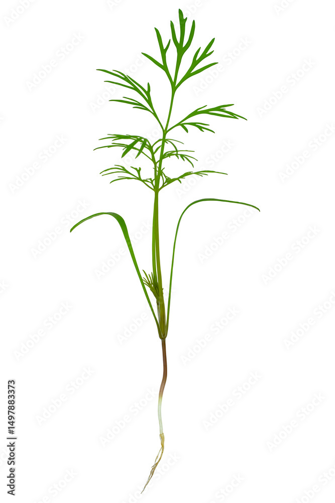 Fototapeta premium Dill plant with roots and leaves isolated on transparent background.