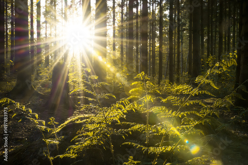 Golden sunlight streams through the tall trees of a dense forest, illuminating vibrant green ferns on the forest floor 
