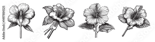 Detailed Botanical Illustration of Hibiscus Flowers with Forks, vintage retro hipster logo design, vector illustration, engraving design