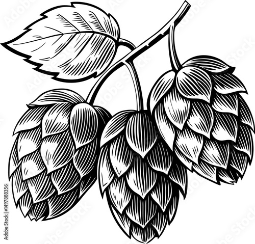 Engraved hops illustration detailed botanical design for brewing, beer crafting inspiration
