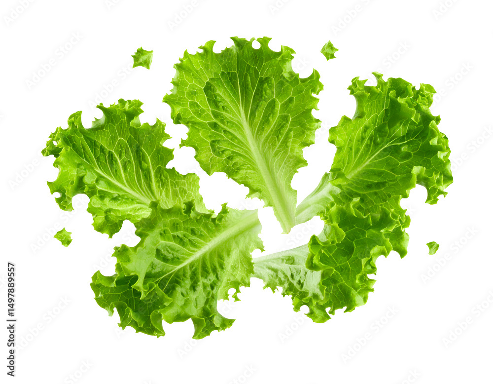 Obraz premium green lettuce salad leaves in radial burst pattern isolated on white background