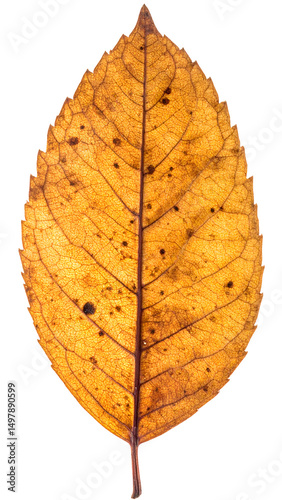 crispy dry autumn leaf, isolated on white background
 photo