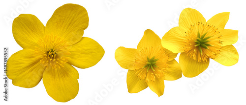 Group of 3 yellow Marsh Marigold (Caltha palustris) flower blossoms, wildflower with vivid petals and detailed texture, isolated image on transparent background
