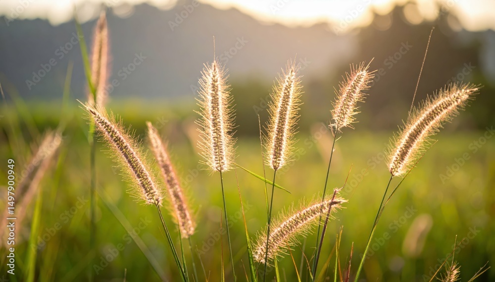 Fototapeta premium Gentle Whisper of Nature with Tall Grass and Soft Wind Sighing