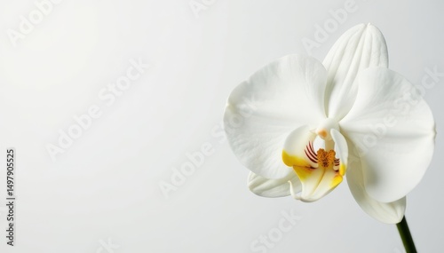 Delicate white orchid blossom against pure white backdrop, details, floral, flora
