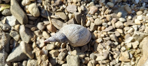 a closeup shot of a beautiful snail in the sand