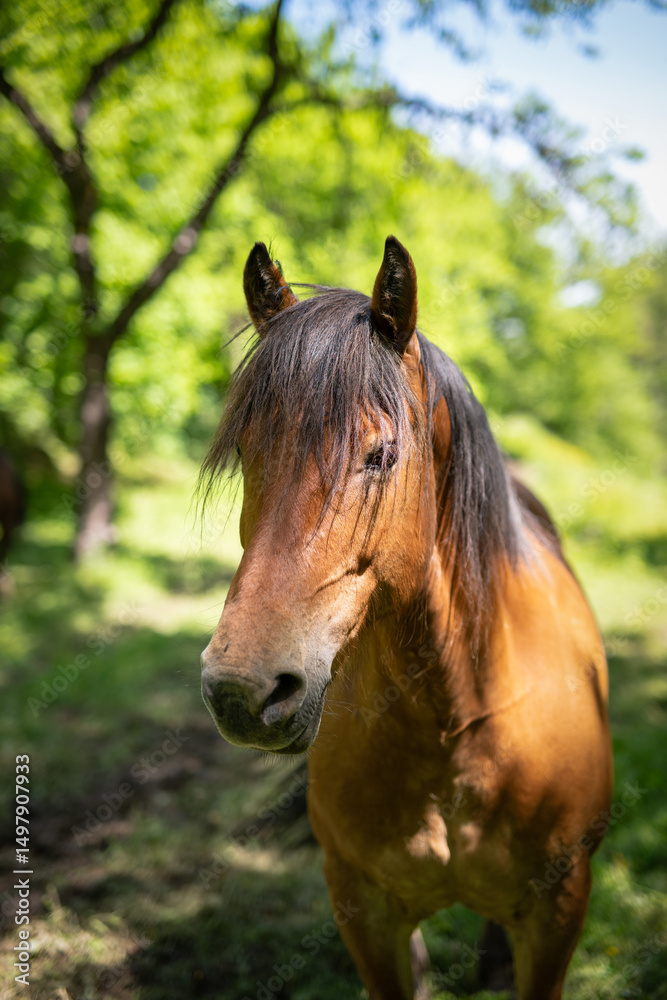 Naklejka premium Portrait of a brown horse in the nature, shallow depth of field