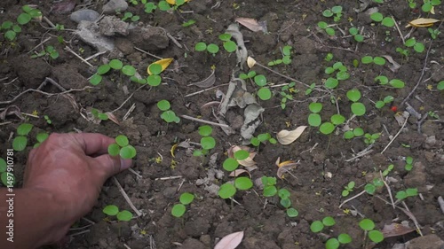 Farmer's Hand Weeding Small Green Plants from Soil
