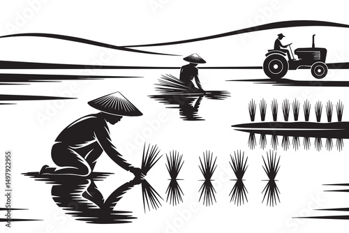 Farmers Planting Rice in Paddy Field Tractor