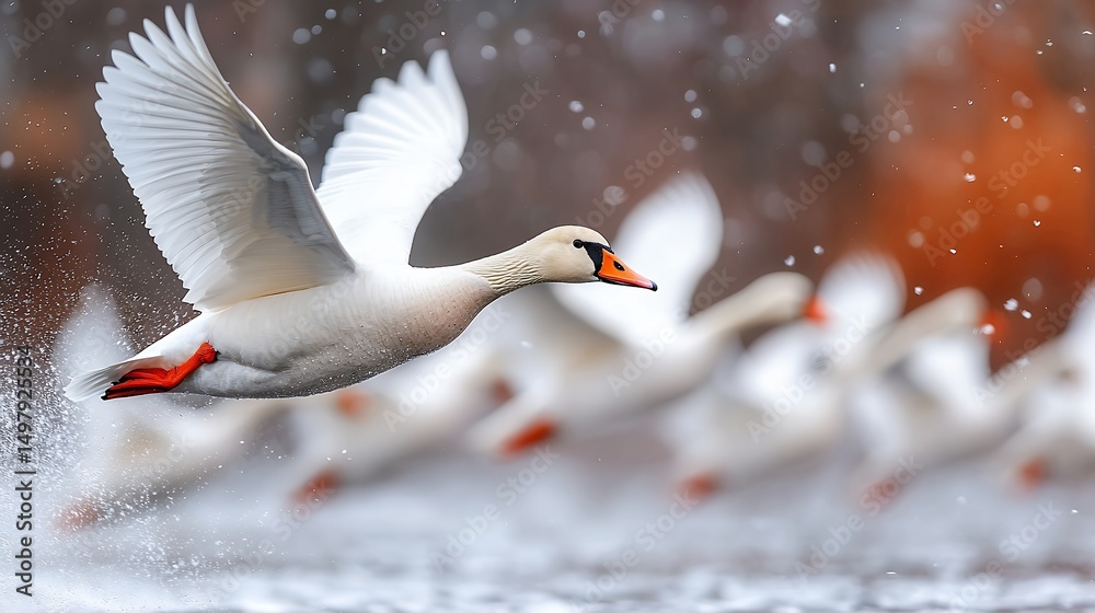 Fototapeta premium Swan Flying Over Water in Winter