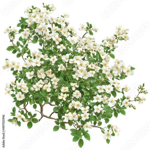Bush of flowers, Mexican Orange, Choosy ternate, Bright hazy sunlight through azalea and daffodil garden, isolated on transparent background