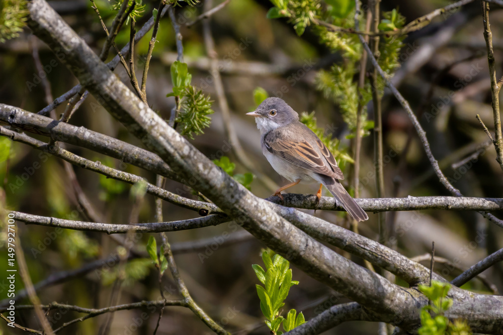 Obraz premium Common Whitethroat, Sylvia communis