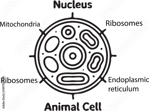 Animal Cell Diagram Vector