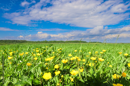 Foto A vibrant field of yellow buttercups stretches towards a green forest under a blue sky with white clouds